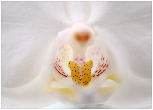 006 Orchid White.jpg 006 Orchid White.jpg